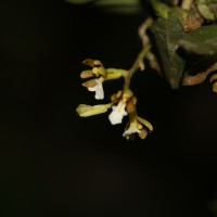 Trichoglottis quadriga Atthan., C.Bandara, Peiris & Kumar